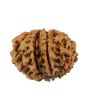 8 Mukhi Rudraksha (Nepal) 21.12 MM