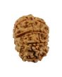 8 Mukhi Rudraksha (Nepal) 21.12 MM