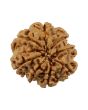 8 Mukhi Rudraksha (Nepal) 21.12 MM