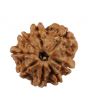 8 Mukhi Rudraksha (Nepal) 20.67 MM