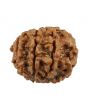 8 Mukhi Rudraksha (Nepal) 20.67 MM