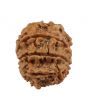 8 Mukhi Rudraksha (Nepal) 20.67 MM