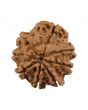 8 Mukhi Rudraksha (Nepal) 20.67 MM