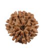 8 Mukhi Rudraksha (Nepal) 20.27 MM