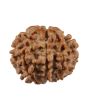 8 Mukhi Rudraksha (Nepal) 20.27 MM