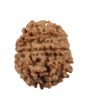 8 Mukhi Rudraksha (Nepal) 20.27 MM