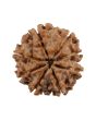 8 Mukhi Rudraksha (Nepal) 20.27 MM