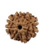 8 Mukhi Rudraksha (Nepal) 19.59 MM