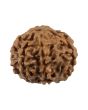 8 Mukhi Rudraksha (Nepal) 19.59 MM