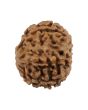 8 Mukhi Rudraksha (Nepal) 19.59 MM