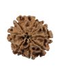 8 Mukhi Rudraksha (Nepal) 19.59 MM