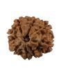 8 Mukhi Rudraksha (Nepal) 20.01 MM