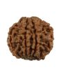 8 Mukhi Rudraksha (Nepal) 20.01 MM