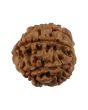 8 Mukhi Rudraksha (Nepal) 20.01 MM