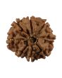 8 Mukhi Rudraksha (Nepal) 20.01 MM