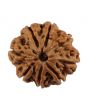 8 Mukhi Rudraksha (Nepal) 20.56 MM