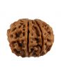 8 Mukhi Rudraksha (Nepal) 20.56 MM