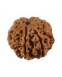 8 Mukhi Rudraksha (Nepal) 20.56 MM
