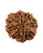 8 Mukhi Rudraksha (Nepal) 20.56 MM
