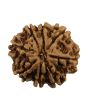 8 Mukhi Rudraksha (Nepal) 24.06 MM