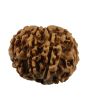 8 Mukhi Rudraksha (Nepal) 24.06 MM
