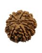 8 Mukhi Rudraksha (Nepal) 24.06 MM