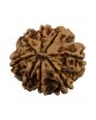 8 Mukhi Rudraksha (Nepal) 24.06 MM