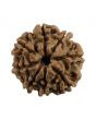 8 Mukhi Rudraksha (Nepal) 19.61 MM