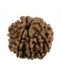 8 Mukhi Rudraksha (Nepal) 19.61 MM