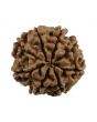 8 Mukhi Rudraksha (Nepal) 19.61 MM