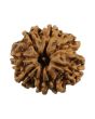 8 Mukhi Rudraksha (Nepal) 24.73 MM