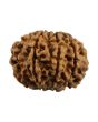 8 Mukhi Rudraksha (Nepal) 24.73 MM