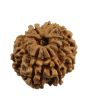 8 Mukhi Rudraksha (Nepal) 24.73 MM