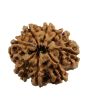 8 Mukhi Rudraksha (Nepal) 24.73 MM