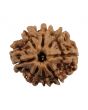 8 Mukhi Rudraksha (Nepal) 21.05 MM