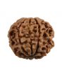 8 Mukhi Rudraksha (Nepal) 21.05 MM