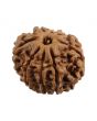 8 Mukhi Rudraksha (Nepal) 21.05 MM