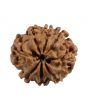 8 Mukhi Rudraksha (Nepal) 21.05 MM
