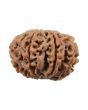 8 Mukhi Rudraksha (Nepal) 23.24 MM