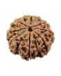 8 Mukhi Rudraksha (Nepal) 23.24 MM