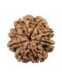 8 Mukhi Rudraksha (Nepal) 23.24 MM