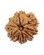 8 Mukhi Rudraksha (Nepal) 21.26 MM