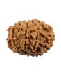 8 Mukhi Rudraksha (Nepal) 21.26 MM