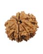 8 Mukhi Rudraksha (Nepal) 21.26 MM
