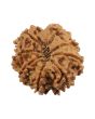 8 Mukhi Rudraksha (Nepal) 21.26 MM