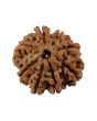 8 Mukhi Rudraksha (Nepal) 20.88 MM