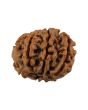 8 Mukhi Rudraksha (Nepal) 20.88 MM