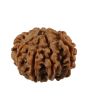 8 Mukhi Rudraksha (Nepal) 20.88 MM