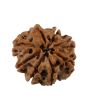 8 Mukhi Rudraksha (Nepal) 20.88 MM