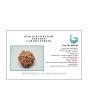 8 Mukhi Rudraksha (Nepal) 20.88 MM